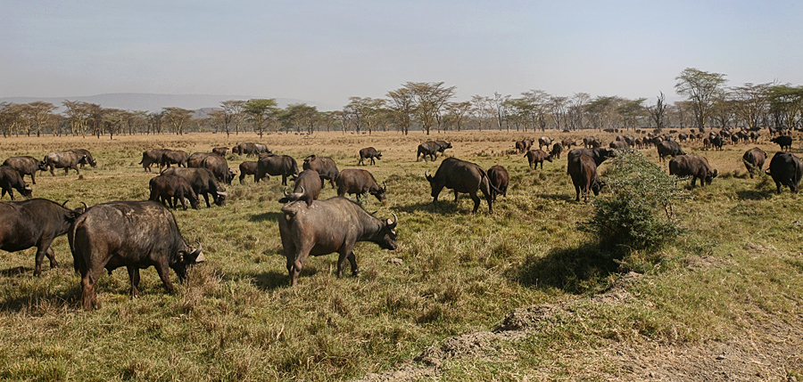 Lake Nakuru National Park