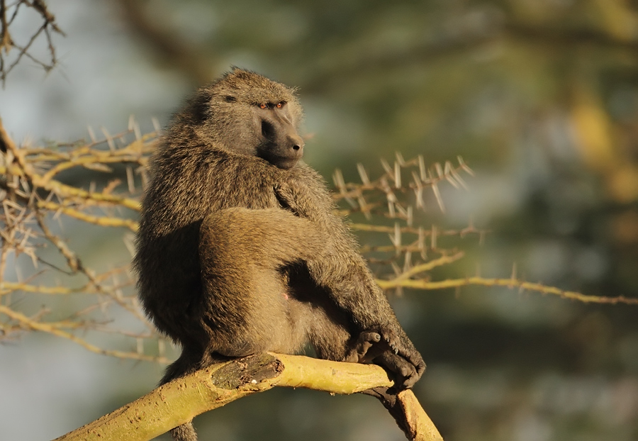Lake Nakuru