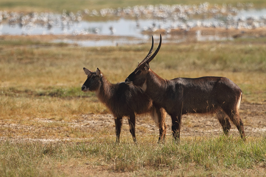 Lake Nakuru