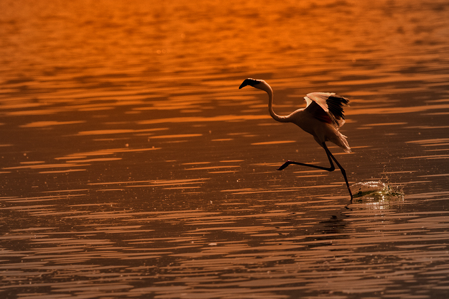Lake Nakuru