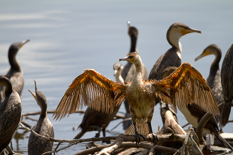 Lake Nakuru
