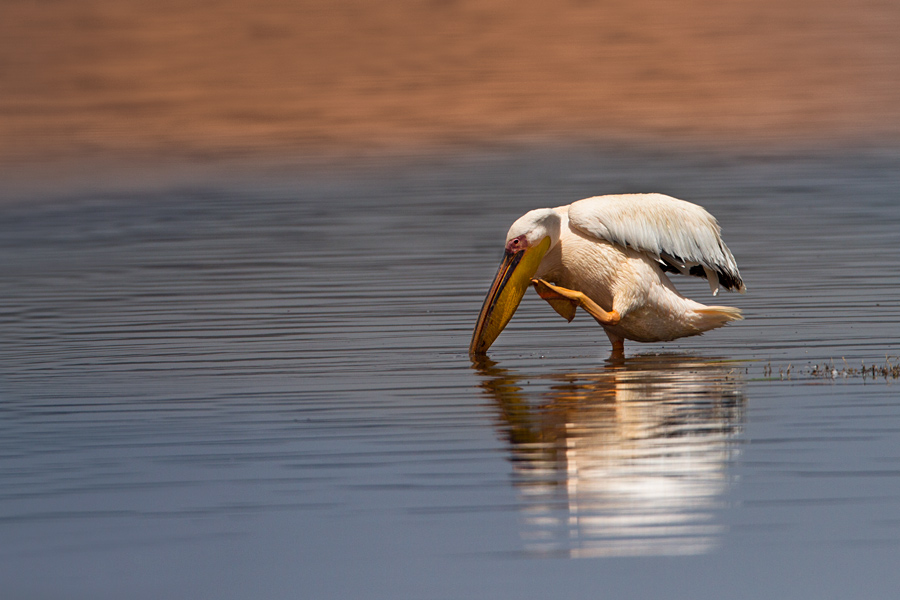 Lake Nakuru