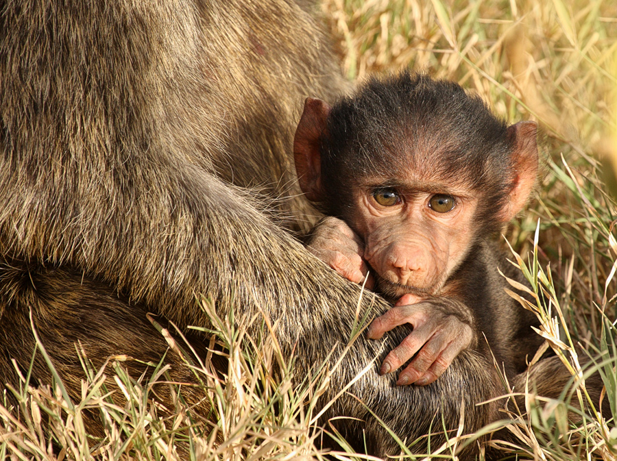 Lake Nakuru