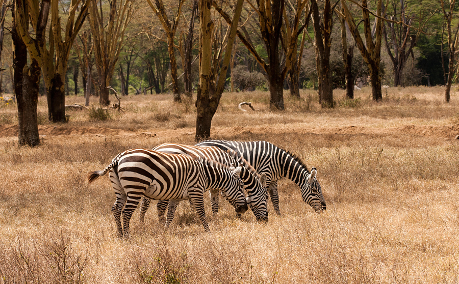 Lake  Nakuru