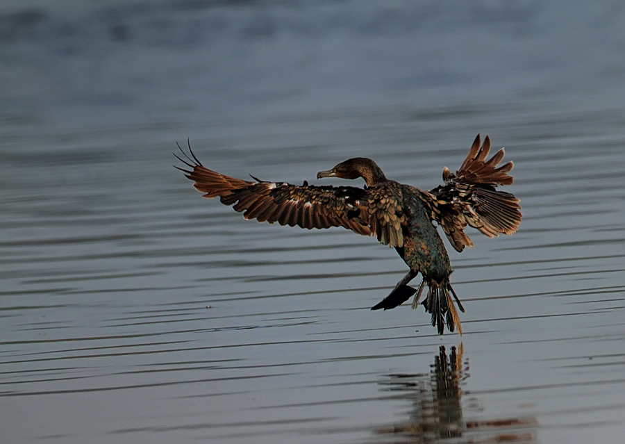 Lake  Nakuru