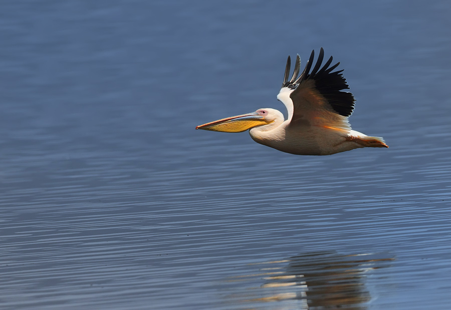 Lake  Nakuru
