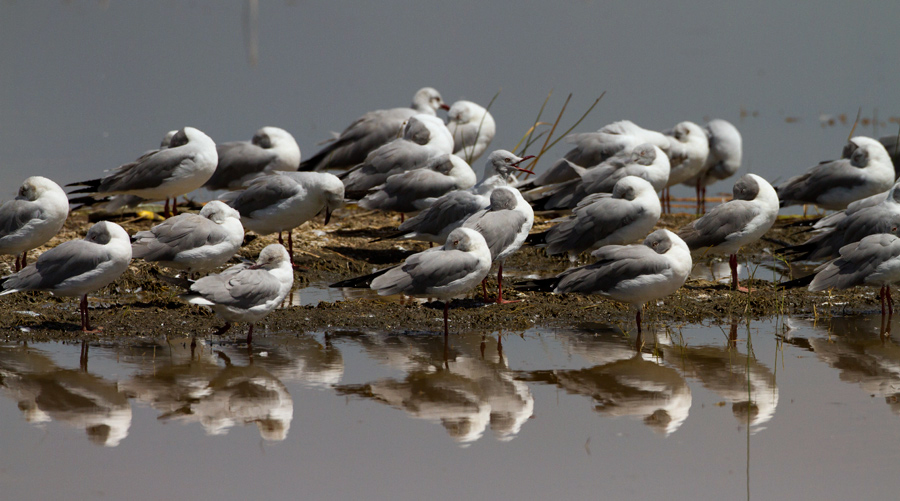 Lake  Nakuru
