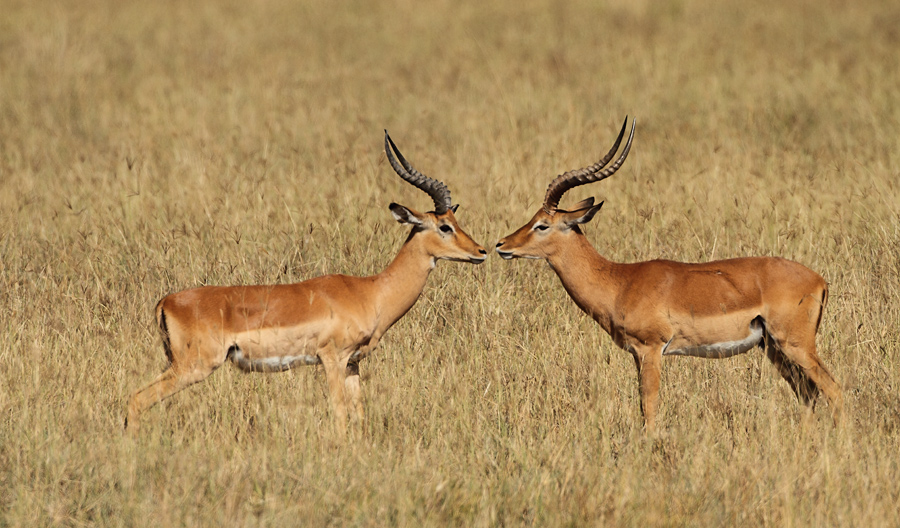 Lake  Nakuru
