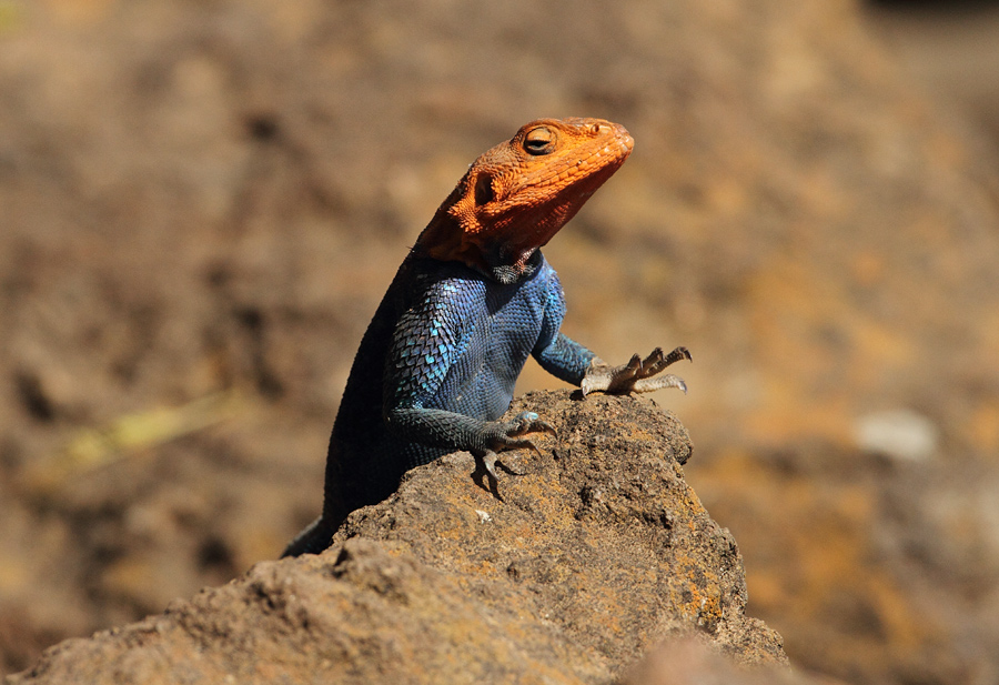 Lake  Nakuru