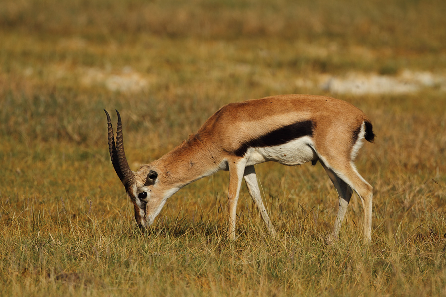 Lake  Nakuru