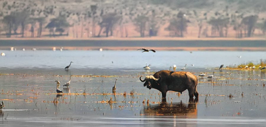 Lake  Nakuru