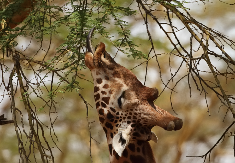Lake  Nakuru