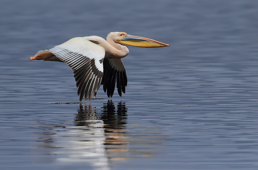 Lake  Nakuru