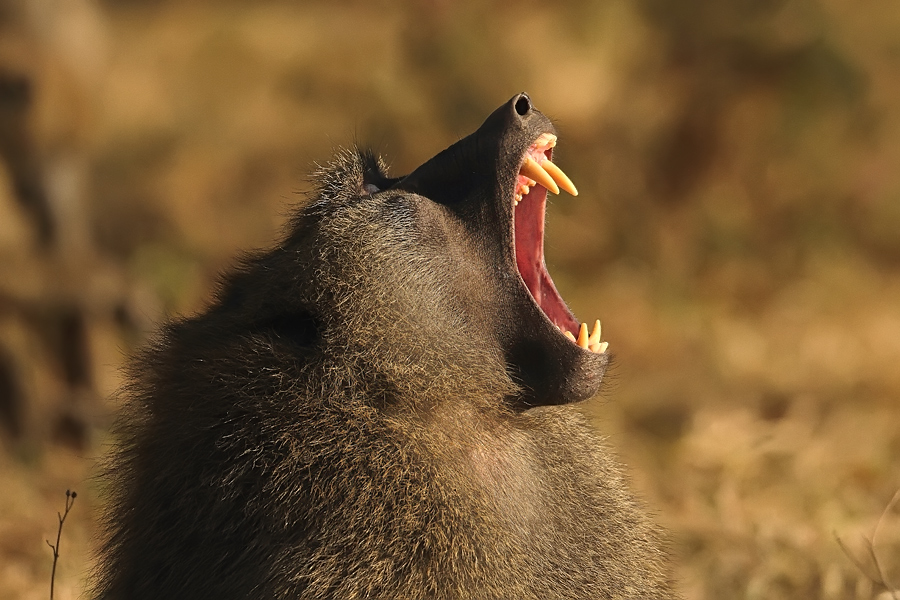 Lake  Nakuru