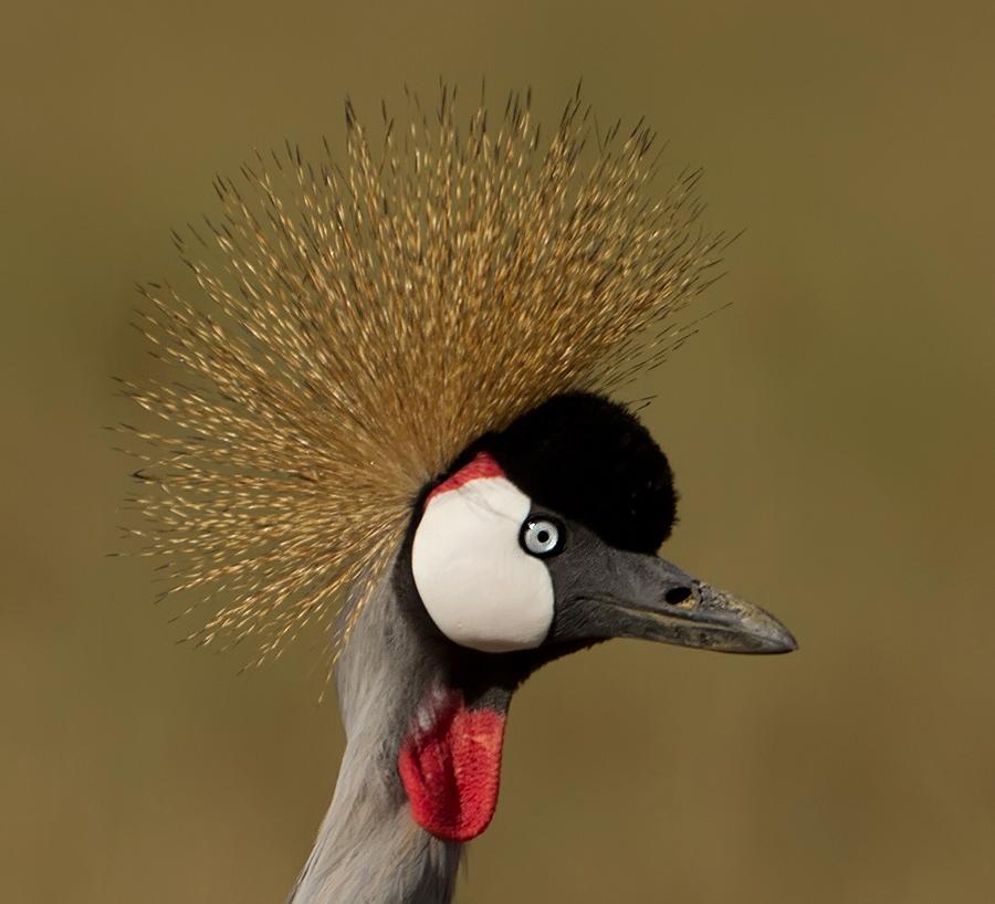 Lake  Nakuru