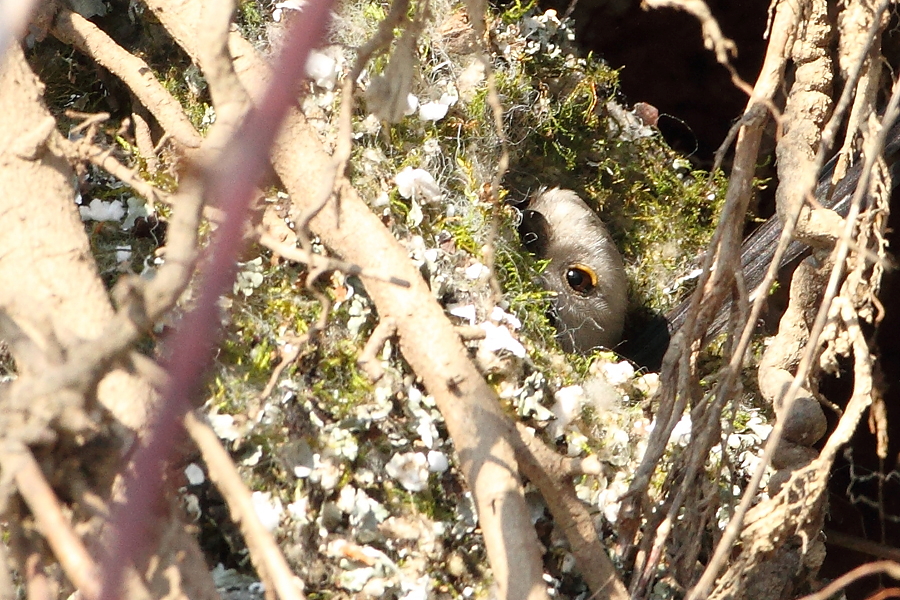 Mlynařík dlouhoocasý (Aegithalos caudatus)