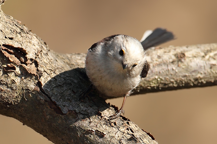 Mlynařík dlouhoocasý (Aegithalos caudatus)
