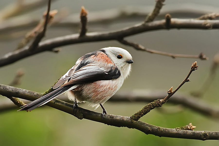 Mlynařík dlouhoocasý (Aegithalos caudatus)
