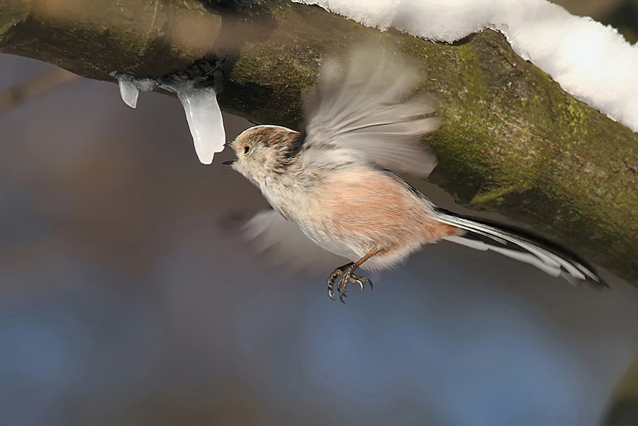 Mlynařík dlouhoocasý (Aegithalos caudatus)