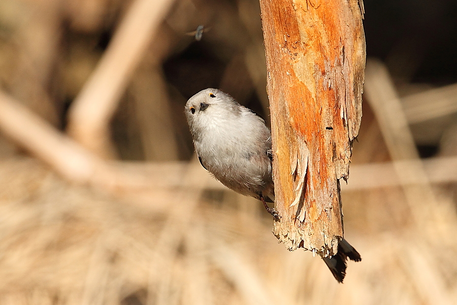 Mlynař&iacute;k dlouhoocas&yacute; (Aegithalos caudatus)