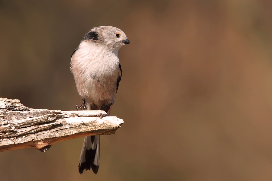 Mlynařík dlouhoocasý (Aegithalos caudatus)