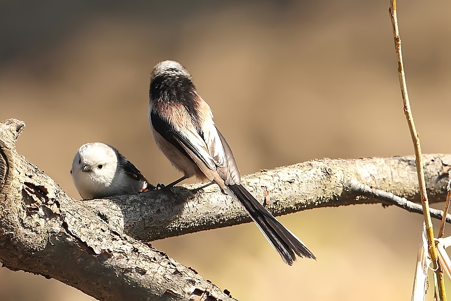 Mlynařík dlouhoocasý (Aegithalos caudatus)