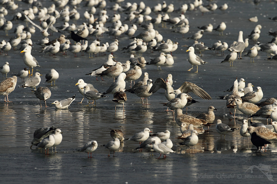Racek bouřní (Larus canus),Racek bouřní (Larus canus),Racek stříbřitý (Larus argentatus)