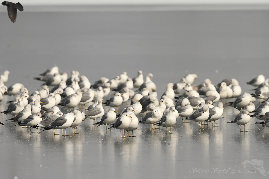 Racek bouřn&iacute; (Larus canus),Racek stř&iacute;břit&yacute; (Larus argentatus)
