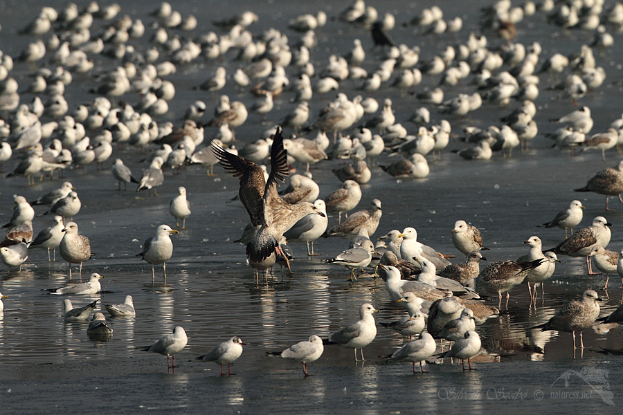Racek bouřní (Larus canus),Racek stříbřitý (Larus argentatus)