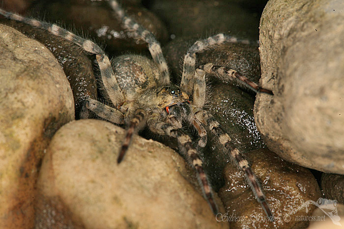 Sl&iacute;ď&aacute;k břehov&yacute; (Arctosa cinerea)