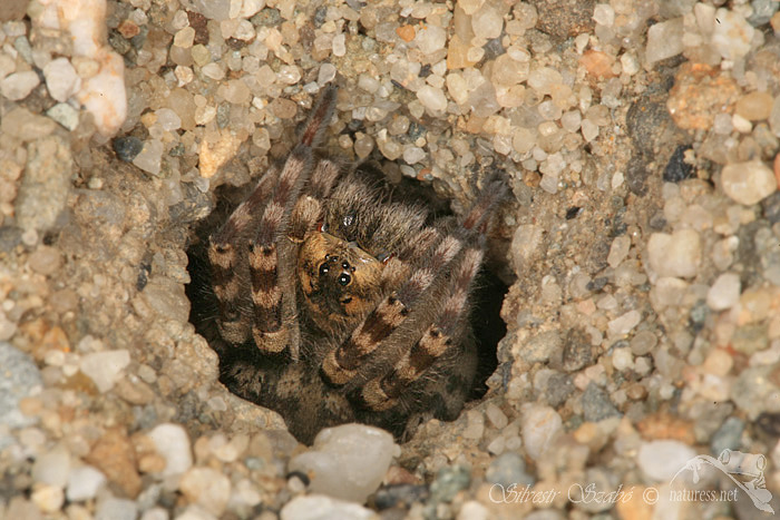 Sl&iacute;ď&aacute;k břehov&yacute; (Arctosa cinerea)