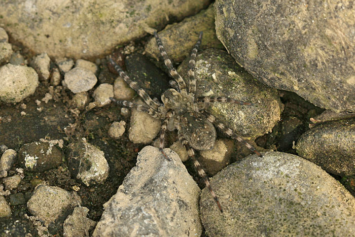 Sl&iacute;ď&aacute;k břehov&yacute; (Arctosa cinerea)