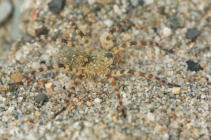 Sl&iacute;ď&aacute;k břehov&yacute; (Arctosa cinerea)