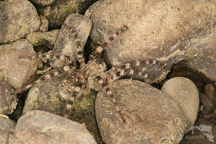 Sl&iacute;ď&aacute;k břehov&yacute; (Arctosa cinerea)