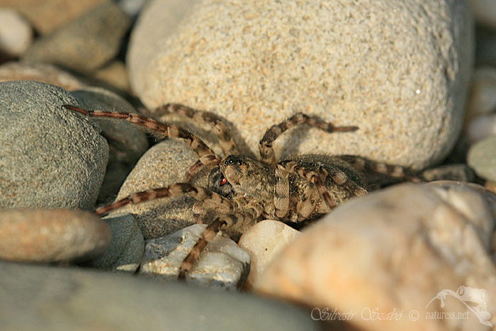 Sl&iacute;ď&aacute;k břehov&yacute; (Arctosa cinerea)