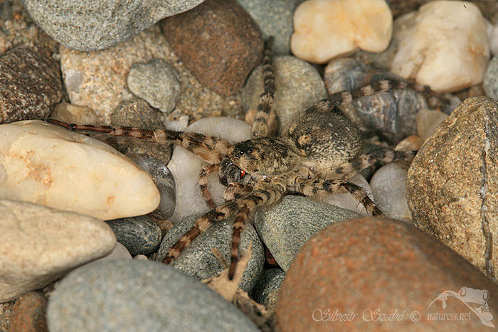 Sl&iacute;ď&aacute;k břehov&yacute; (Arctosa cinerea)