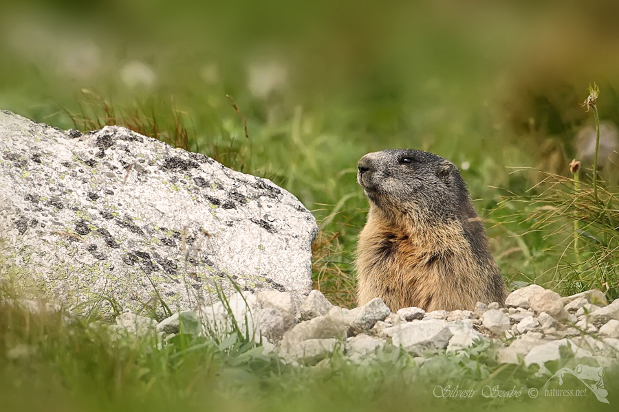 Svi&scaron;ť horsk&yacute; tatransk&yacute; (Marmota marmota latirostris)