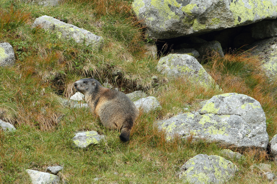Svi&scaron;ť horsk&yacute; tatransk&yacute; (Marmota marmota latirostris)