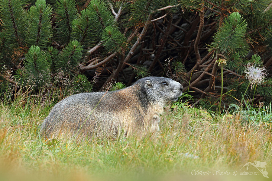 Svišť horský tatranský (Marmota marmota latirostris)