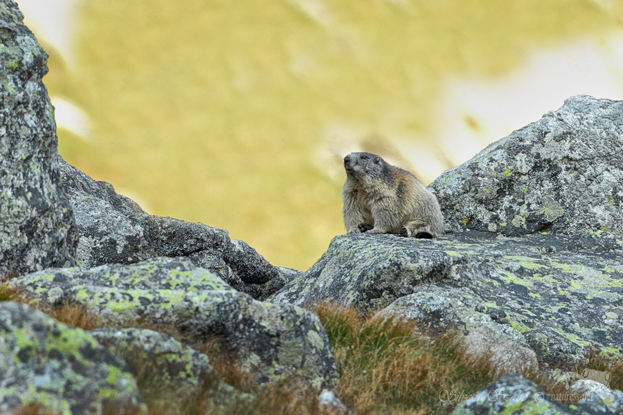 Svi&scaron;ť horsk&yacute; tatransk&yacute; (Marmota marmota latirostris)