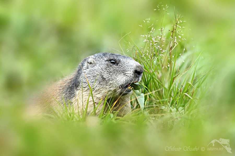 Svist_horsky_tatransky _Marmota_marmota_latirostris