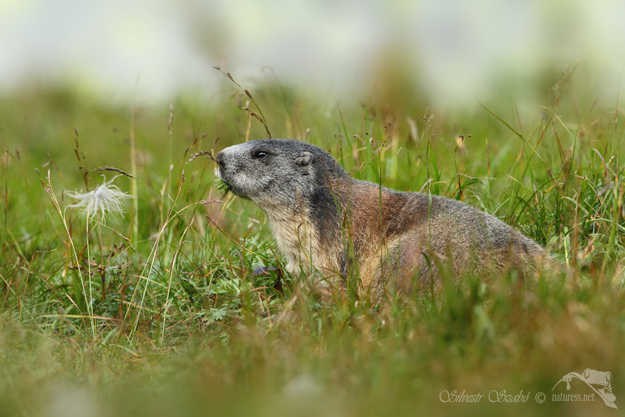 Svi&scaron;ť horsk&yacute; tatransk&yacute; (Marmota marmota latirostris)