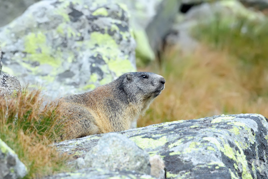 Svi&scaron;ť horsk&yacute; tatransk&yacute; (Marmota marmota latirostris)