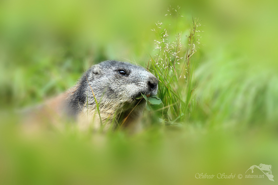 Svi&scaron;ť horsk&yacute; tatransk&yacute; (Marmota marmota latirostris)