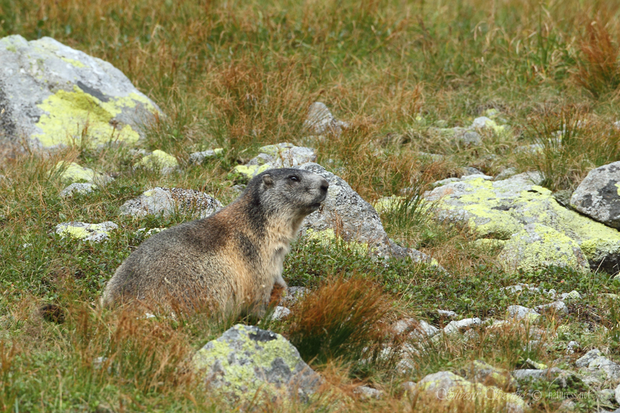 Svi&scaron;ť horsk&yacute; tatransk&yacute; (Marmota marmota latirostris)