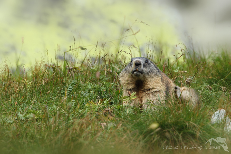 Svi&scaron;ť horsk&yacute; tatransk&yacute; (Marmota marmota latirostris)