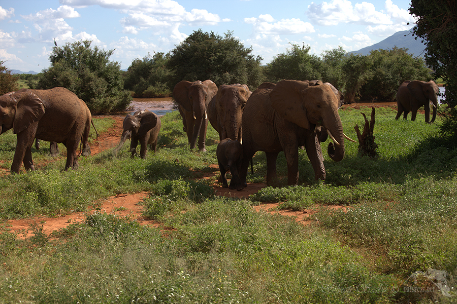 N&aacute;rodn&iacute; park Tsavo v&yacute;chod -Tsavo East 