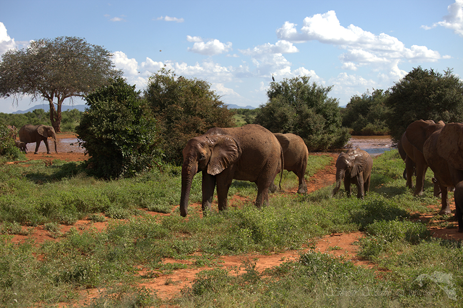 N&aacute;rodn&iacute; park Tsavo v&yacute;chod -Tsavo East 