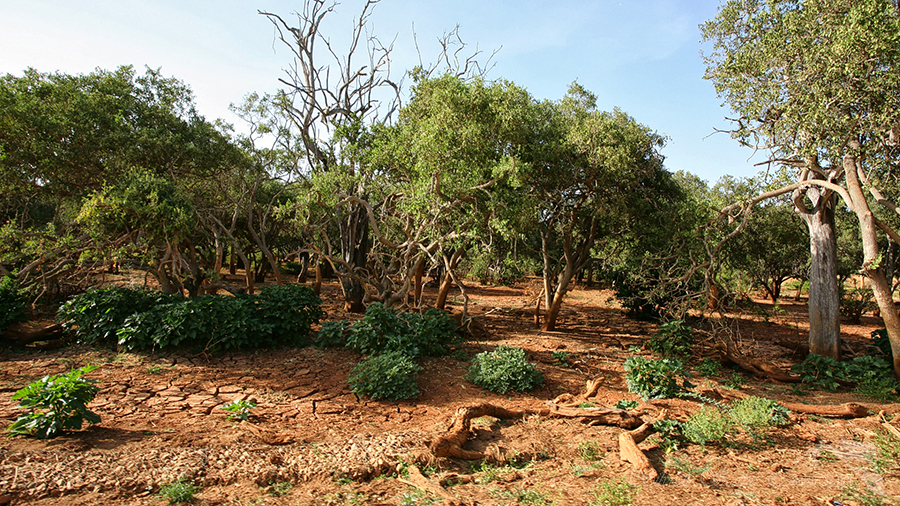N&aacute;rodn&iacute; park Tsavo v&yacute;chod -Tsavo East 