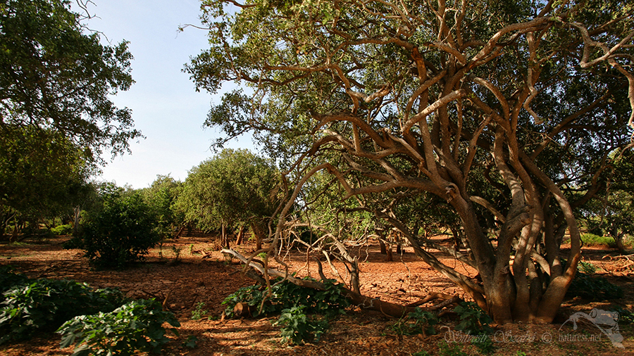 N&aacute;rodn&iacute; park Tsavo v&yacute;chod -Tsavo East 